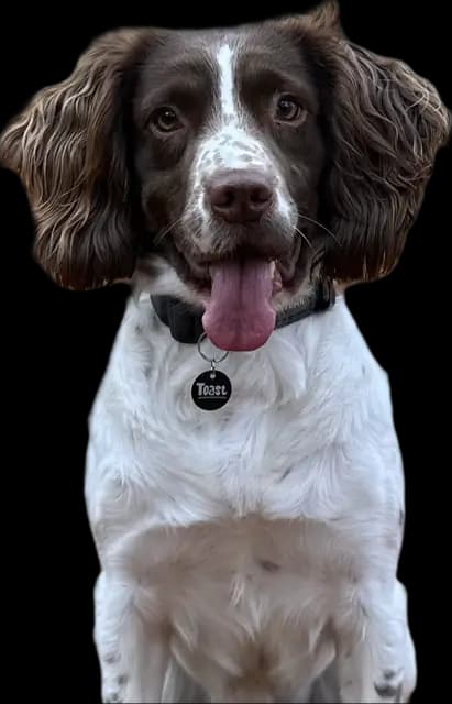 Toast the Springer Spaniel wearing a Toast Pet Tag